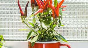 Plantas na entrada de casa podem ajudar a proteger a energia do ambiente