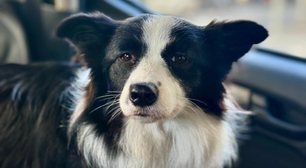 Cachorra é resgatada após passar ao menos dois dias presa em carro em Copacabana