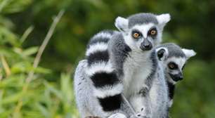 Lêmures 'drogados' por parasitas? A ciência explica