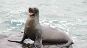 Orelhas, nadadeiras e presas: as diferenças entre focas, leões-marinhos e morsas