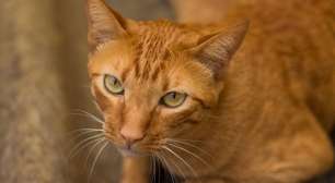 Seu gato se esconde quando você fala alto? Saiba o motivo científico