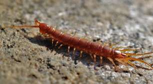 As diferenças entre minhocas, gongolos e lacraias