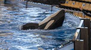 O segredo das orcas: por que não são baleias