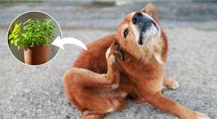 Adeus às pulgas e carrapatos: essas plantas simples podem afastar os parasitas da sua casa de vez