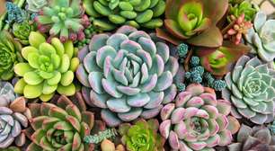 Conheça três plantas essenciais para fortalecer a energia do lar