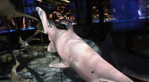 Conheça o tubarão mais raro do mundo e que esconde-se nas águas profundas