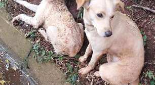 Cães abandonados em rodovia gaúcha são resgatados pela PRF