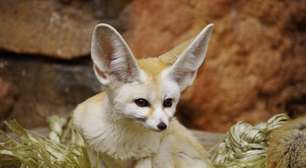 Feneco: 8 curiosidades sobre essa raposa que vive no deserto