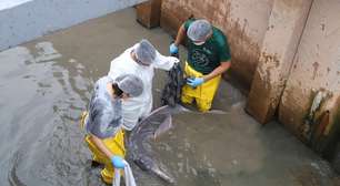 Veja fotos de boto-cor-de-rosa, que foi resgatado após ficar encalhado em canal de Belém