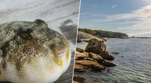 Invasão dos baiacus: a temperatura do mar no noroeste da Espanha está subindo tanto que essa espécie tropical começou a aparecer por lá