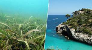 O mar Mediterrâneo está se tropicalizando: arquipélago espanhol registra planta invasora que se pensava impossível em suas águas