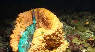 As espetaculares imagens que mostram criaturas e corais únicos no Caribe