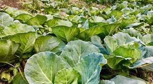 Quer uma horta doméstica produtiva? Veja o passo a passo