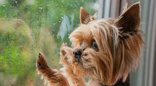 Cachorro com medo de chuva: 6 dicas para ajudar o seu animal