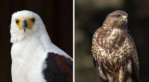 Predadores do céu: semelhanças e diferenças entre gaviões e águias