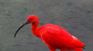 Guará-vermelho: símbolo vivo da biodiversidade costeira