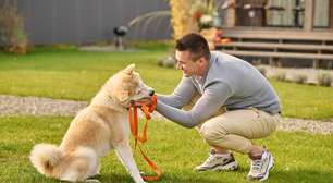 8 exercícios para estimular a inteligência do seu cachorro