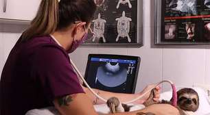 Projeto em São Paulo acolhe animais resgatados com direito a picolé e bichinhos de pelúcia; conheça o Selva Viva