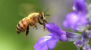 Abelhas rainhas conseguem respirar debaixo d'água, diz estudo