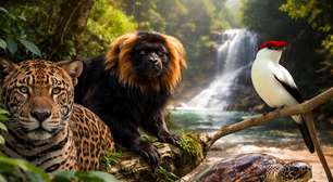 Brasil em alerta: animais que enfrentam risco de extinção