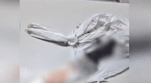 Homem é preso em Jundiaí após matar cão a facadas por causa de planta