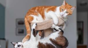 Páscoa também é para eles: como incluir seu pet com segurança