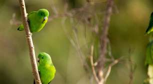 Resgate de animais silvestres ajuda a salvar a biodiversidade