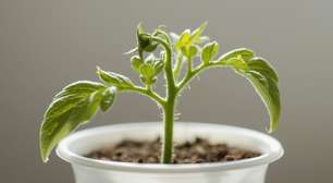 A planta que pode crescer até em um recipiente de iogurte e dá frutos o ano todo