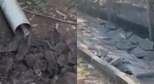 Infestação de ratos assusta moradores e 'implode' calçada em cidade do RS