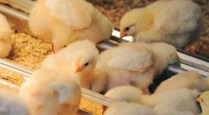 O lado oculto da indústria de ovos: a maceração de pintos machos