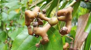 Uva-do-Japão avança no Brasil e demanda cuidados no cultivo