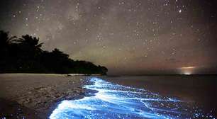 A origem e o papel dos plânctons na natureza