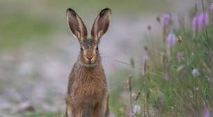 É coelho ou é lebre? Animais pertencem à mesma família, mas têm diferenças; veja!
