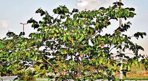 Clorofila e fotossíntese: o processo vital que sustenta a vida na Terra