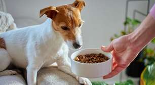 Animal não quer comer: entenda as causas e quando procurar ajuda veterinária