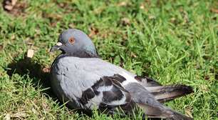 Rússia testa "pombos-drone" com chips cerebrais para missões de vigilância