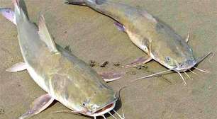 Peixes bagres com ferrão venenoso geram alerta no litoral paulista