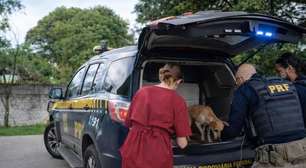 PRF resgata cães abandonados na BR-285 em Ijuí