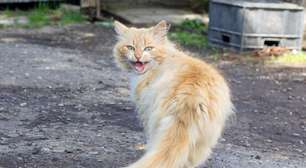 Gato miando muito: o que pode ser?