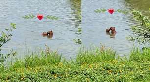 Capivaras são flagradas 'namorando' dentro de lago no Rio de Janeiro