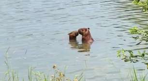 Capivara são flagradas 'namorando' dentro de lago no Rio de Janeiro