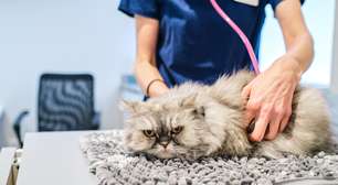 Imposto de Renda 2026: posso deduzir gastos com animais de estimação?