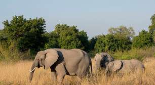 Relatório aponta que turista morreu em 'questão de segundos' ao ser pisoteada por elefante na Zâmbia