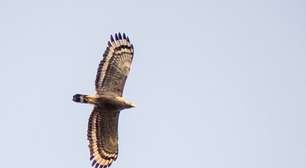 Soberanos dos céus: entenda as características que separam e unem gaviões, falcões e águias