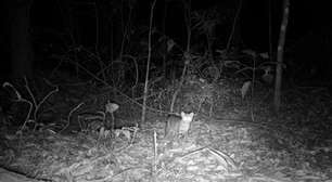 Pesquisa encontra espécies raras na Pedra Branca e reforça valor ambiental da floresta do Rio