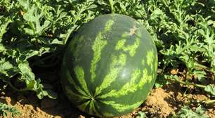 Nutritiva e refrescante, melancia é opção saudável que ajuda na hidratação