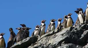 Novo governo do Chile suspende proteção a pinguim ameaçado