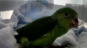 Filhote de periquito-rico é resgatado no Centro Histórico de Paraty