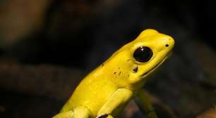 Anfíbios com toxinas na pele: desvende o universo dos sapos venenosos