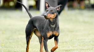 Manchester terrier: conheça as características do cachorro dessa raça